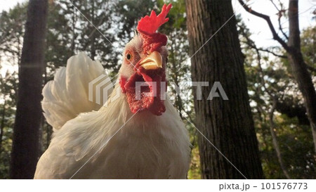 鶏さんと地域探索紀行 鶏さんと地域探索紀行 101576773