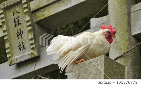 鶏さんと地域探索紀行 101576778
