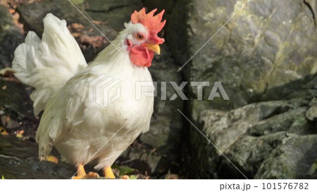鶏さんと地域探索紀行 101576782