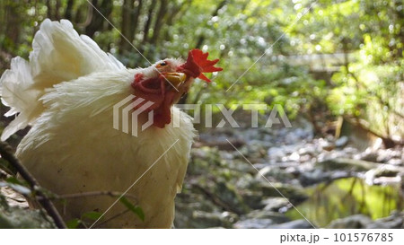 鶏さんと地域探索紀行 101576785