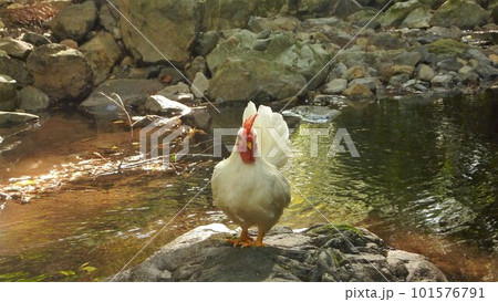 鶏さんと地域探索紀行 101576791
