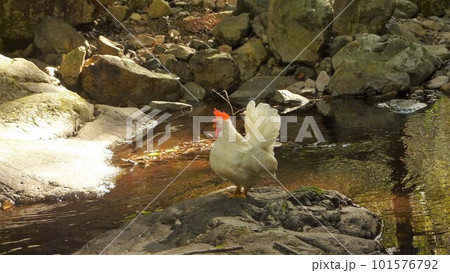 鶏さんと地域探索紀行 101576792
