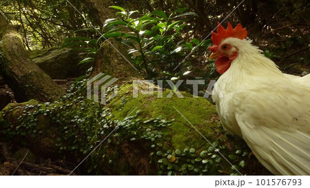 鶏さんと地域探索紀行 鶏さんと地域探索紀行 101576793