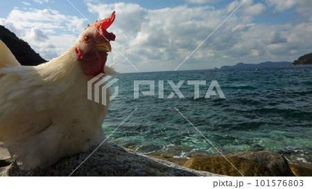 鶏さんと地域探索紀行 101576803