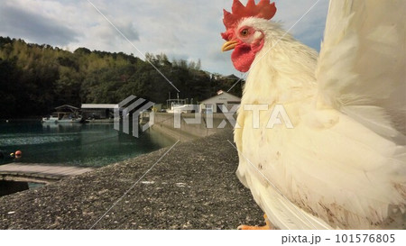 鶏さんと地域探索紀行 鶏さんと地域探索紀行 101576805