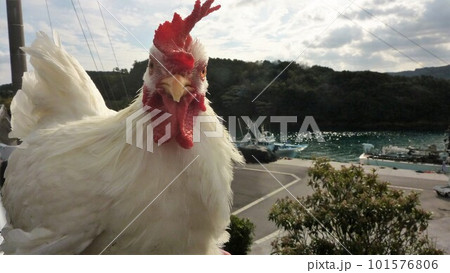 鶏さんと地域探索紀行 鶏さんと地域探索紀行 101576806