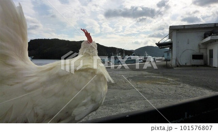 鶏さんと地域探索紀行 101576807
