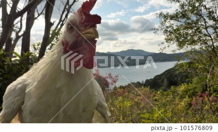 鶏さんと地域探索紀行 101576809