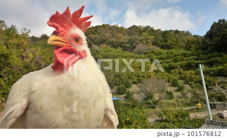 鶏さんと地域探索紀行 鶏さんと地域探索紀行 101576812