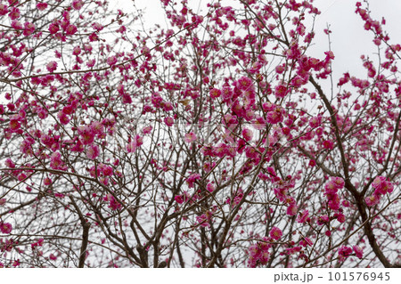 cherry blossom in spring cherry blossom in spring 101576945