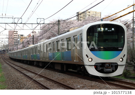 桜と西武新宿線30000系（各停-8両編成：西武新宿⇔拝島） 101577138