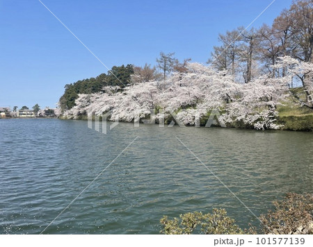 桜のある風景 101577139