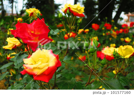 農業公園（兵庫県尼崎市）黄色いバラ　＜チャールストン＞ 101577160