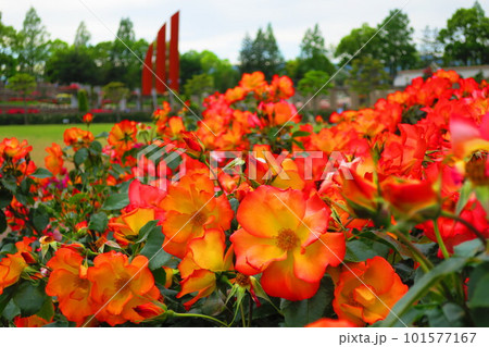 荒牧バラ公園(兵庫県伊丹市)橙色のバラ <プレイボーイ> 荒牧バラ公園(兵庫県伊丹市)橙色のバラ <プレイボーイ> 101577167