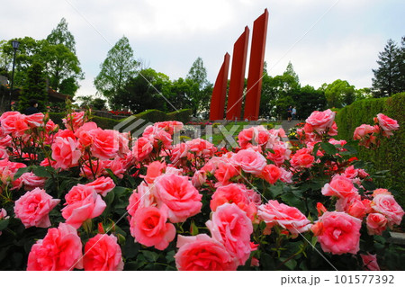 荒牧バラ公園（兵庫県伊丹市）桃色のバラ　＜プリンセスアイコ＞ 101577392