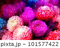 カラフルなピンポン菊 101577422