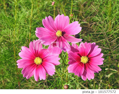 秋のお花畑に咲くピンクのコスモスの花三輪の写真素材 [101577572] - PIXTA