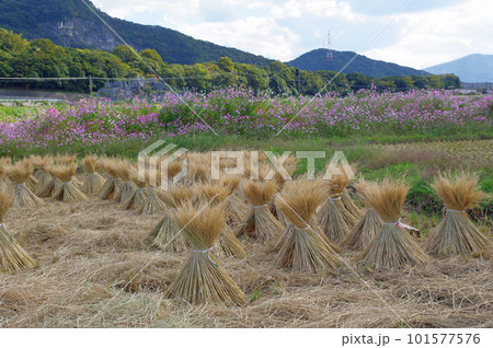 田んぼに束ねた稲わらが並ぶコスモス咲く秋の景色 101577576