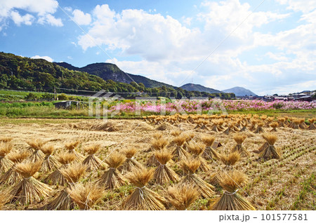 稲わらを束ねて干す秋の里山の風景 101577581