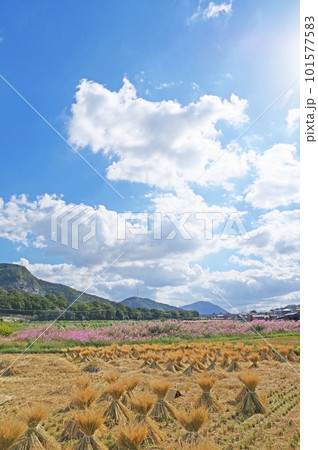 青空と白い雲稲わらが立つ里山の風景 青空と白い雲稲わらが立つ里山の風景 101577583