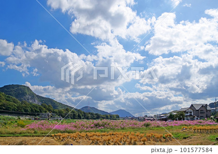 コスモスと稲わらが干してある田園風景 101577584