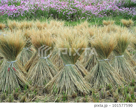 刈り取った稲わらを束ねて干す秋の光景 101577590