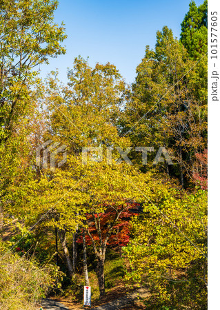 紅葉した遊歩道風景　蘇陽峡(長崎鼻展望台)風景　(熊本県山都町長崎) 101577605