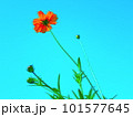 オレンジのコスモス 101577645