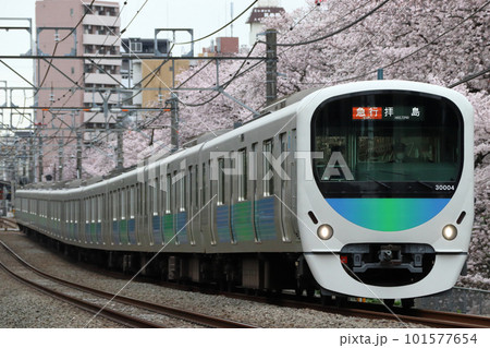 桜並木と西武新宿線30000系(急行-10両編成:西武新宿⇔拝島) 桜並木と西武新宿線30000系(急行-10両編成:西武新宿⇔拝島) 101577654