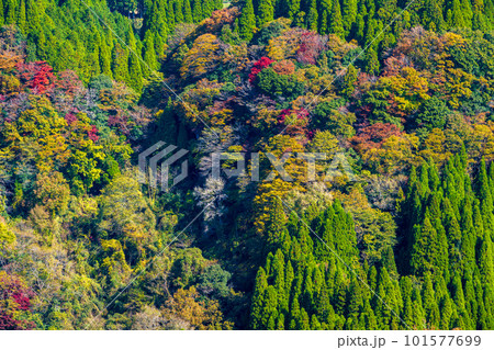 鮮やかな紅葉風景　蘇陽峡(長崎鼻展望台)風景　(熊本県山都町長崎) 101577699