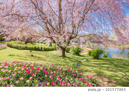 （静岡県）はままつフラワーパーク　チューリップと桜の饗宴 101577865