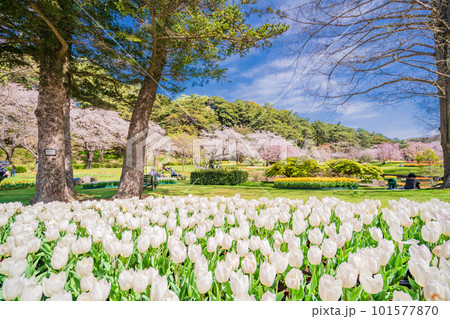 （静岡県）はままつフラワーパーク　チューリップと桜の饗宴 101577870