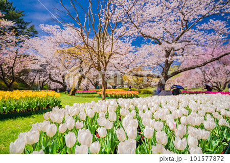 (静岡県)はままつフラワーパーク チューリップと桜の饗宴 (静岡県)はままつフラワーパーク チューリップと桜の饗宴 101577872