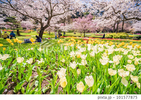 (静岡県)はままつフラワーパーク チューリップと桜の饗宴 (静岡県)はままつフラワーパーク チューリップと桜の饗宴 101577875