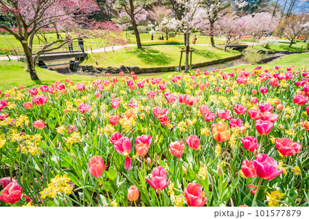(静岡県)はままつフラワーパーク チューリップと桜の饗宴 (静岡県)はままつフラワーパーク チューリップと桜の饗宴 101577879