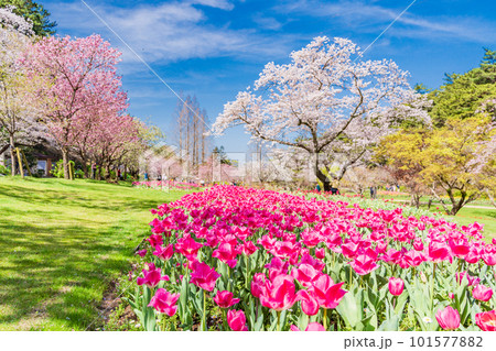 (静岡県)はままつフラワーパーク チューリップと桜の饗宴 (静岡県)はままつフラワーパーク チューリップと桜の饗宴 101577882