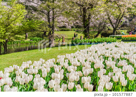 (静岡県)はままつフラワーパーク チューリップと桜の饗宴 (静岡県)はままつフラワーパーク チューリップと桜の饗宴 101577887