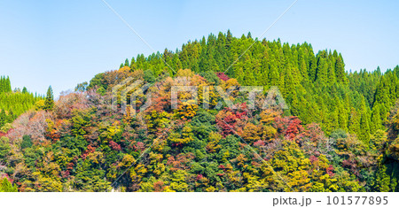 紅葉に映える蘇陽峡　パノラマ風景(長崎鼻展望台)風景　(熊本県山都町長崎) 101577895