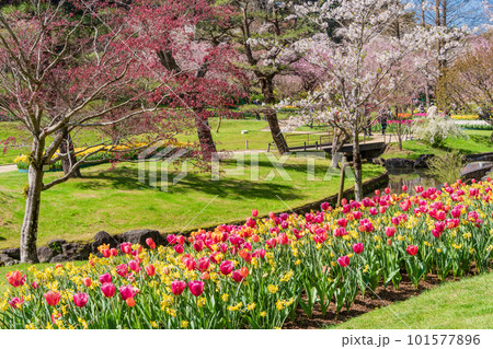 （静岡県）はままつフラワーパーク　チューリップと桜の饗宴 101577896