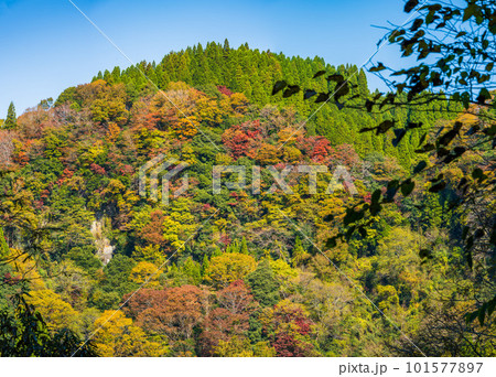 紅葉に映える蘇陽峡 紅葉風景(長崎鼻展望台)風景 (熊本県山都町長崎) 紅葉に映える蘇陽峡 紅葉風景(長崎鼻展望台)風景 (熊本県山都町長崎) 101577897