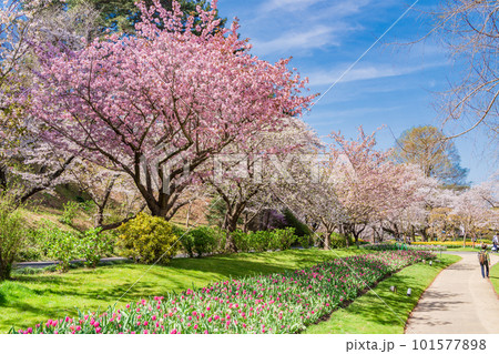 (静岡県)はままつフラワーパーク チューリップと桜の饗宴 (静岡県)はままつフラワーパーク チューリップと桜の饗宴 101577898