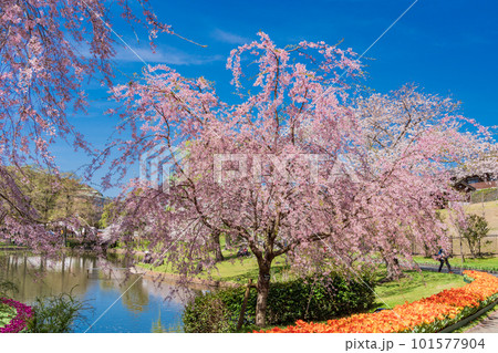 （静岡県）はままつフラワーパーク　チューリップと桜の饗宴 101577904