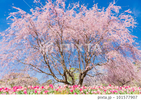 (静岡県)はままつフラワーパーク チューリップと桜の饗宴 (静岡県)はままつフラワーパーク チューリップと桜の饗宴 101577907