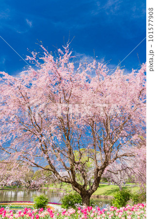 (静岡県)はままつフラワーパーク チューリップと桜の饗宴 (静岡県)はままつフラワーパーク チューリップと桜の饗宴 101577908
