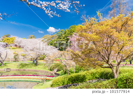 （静岡県）はままつフラワーパーク　チューリップと桜の饗宴 101577914