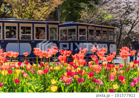 （静岡県）はままつフラワーパーク　チューリップと桜の饗宴 101577922