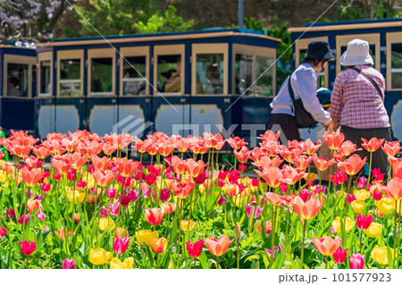 (静岡県)はままつフラワーパーク チューリップと桜の饗宴 (静岡県)はままつフラワーパーク チューリップと桜の饗宴 101577923