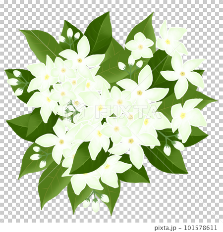 ジャスミンのブーケのイラスト 101578611