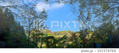 秋の紅葉に染まる蘇陽峡風景(長崎鼻展望台)風景　(熊本県山都町長崎) 101578768