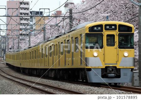桜並木と西武新宿線2000系(各停-8両編成:西武新宿⇔田無) 桜並木と西武新宿線2000系(各停-8両編成:西武新宿⇔田無) 101578895